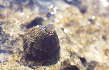 Feeding Barnacle --a shot taken in Florida.  Waves were c... by Rebecca Urban 
